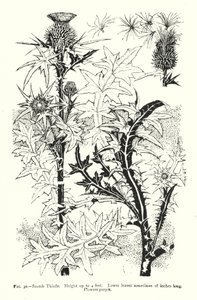 Schottische Distel; Höhe bis zu 4 Fuß; Untere Blätter manchmal 18 Zoll lang; Blüten lila (Stich) von English School