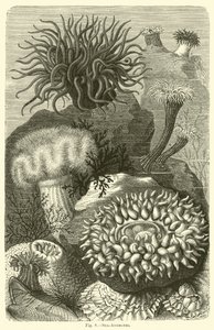 Seeanemonen von English School