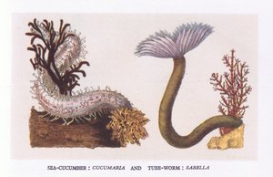 Seegurke und Röhrenwurm, Natur in Großbritannien, veröffentlicht von Collins