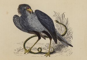 Sekretärvogel
