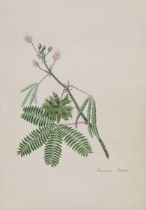 Empfindliche Pflanze, Illustration aus einem Album von Gedichten, ca. 1828 von English School