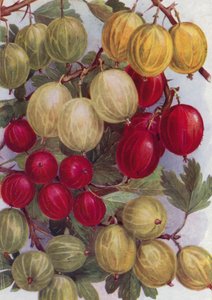 Sieben gute Stachelbeeren