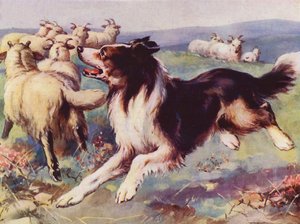 Hütehund bei der Arbeit