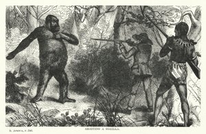 Gorilla schießen (Gravur) von English School
