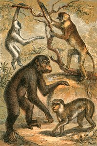Silbergibbon, Nasenaffe, Schimpanse und Berberaffe