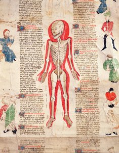 Skelett, aus De arte phisicali e de cirugia von John Ardene, 1412