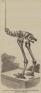 Skelett des Dinornis im Museum des Royal College of Surgeons (Gravur)