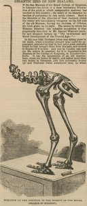 Skelett des Dinornis, ein riesiger Vogel aus Neuseeland