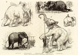 Skizzen von Jumbo, dem afrikanischen Elefanten, im Zoologischen Garten von English School
