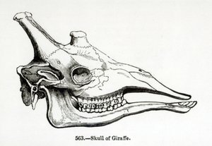 Schädel einer Giraffe von English School