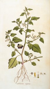 Solanum nigrum [Nachtschatten], Illustration aus Flora Londiniensis [Blumen von London] von William Curtis, veröffentlicht 1777-98 (Farbstich)