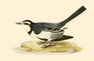Trauerbachstelze, Illustration aus 