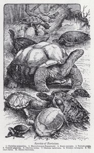 Arten von Schildkröten