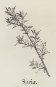 Zweig