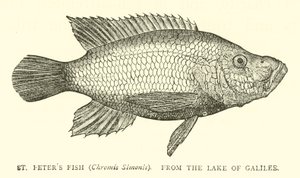 St. Petersfisch (Chromis Simonis) aus dem See Genezareth