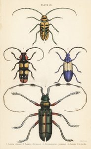 Sternotomis pulchra, Tragocephala formosa, Holunderbohrer, Desmocerus palliatus und Thysia wallichii von English School