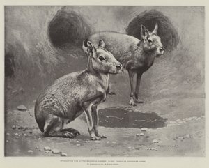 Studien aus dem Leben im Zoologischen Garten, Maras oder patagonische Meerschweinchen von English School