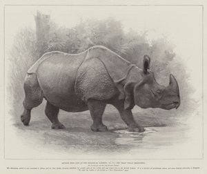 Studien aus dem Leben im Zoologischen Garten, das große indische Nashorn von English School