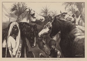 Studien von Arabern, kürzlich in der Agricultural Hall ausgestellt von English School