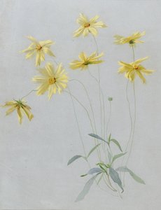 Studie von gelben Gänseblümchen, ein Entwurf für Tapeten