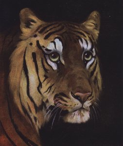 Studie eines Tigerkopfes