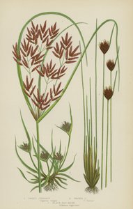 Süßer Zyperus, Brauner Zyperus, Schwarzes Moor-Riedgras