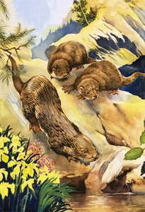 Schwimmunterricht für Otter