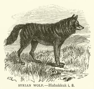 Syrischer Wolf (Habakuk, i, 8) von English School