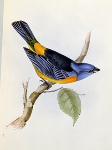 Tanagra Darwini, Tafel 34 aus Die Zoologie der Reise der H.M.S. Beagle 1832-36, von Charles Darwin, 1840 von English School