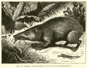 Tanrec oder Trandraka (Centetes ecaudatus) von Madagaskar