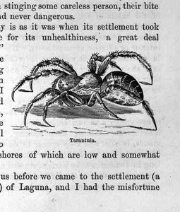 Tarantel, aus Santo Domingo Vergangenheit und Gegenwart von Samuel Hazard, veröffentlicht 1873