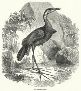 Der Afrikanische Jacana