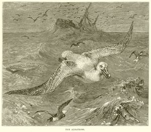 Der Albatros