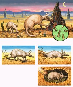 Das erstaunliche Erdferkel