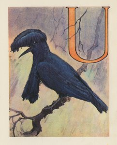 Das Tier-ABC: Buchstabe U, Schirmvogel (Farblithografie)