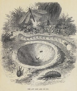 Der Ameisenlöwe und seine Grube von English School