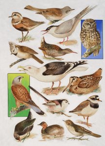 Die Vögel Britanniens von English School