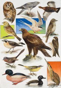Die Vögel Britanniens von English School