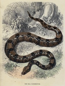 Die Boa Constrictor (farbiger Stich)