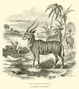 Der Bongo-Antilope, Trogelaphus albo-virgatus (Gravur)