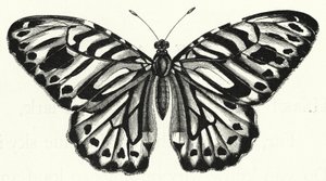 Der Schmetterling