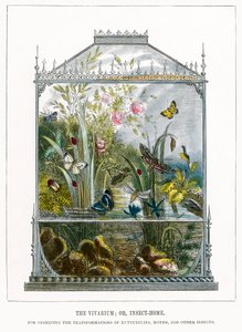 Das Schmetterlingsvivarium