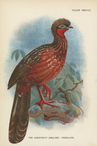 Die Kastanienbauch-Penelope von English School