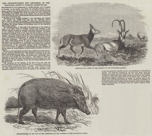 Der Choiropotamus und Leucoryx in den Gärten der Zoologischen Gesellschaft, Regent