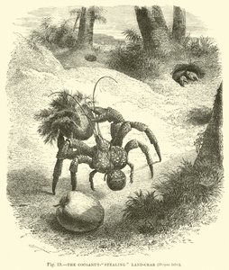 Der Kokosnuss-stehlende Landkrabbe, Birgus latro von English School