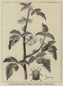Der Colorado-Kartoffelkäfer, Doryphora decemlineata (Gravur)