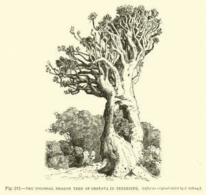 Der kolossale Drachenbaum von Orotava auf Teneriffa von English School