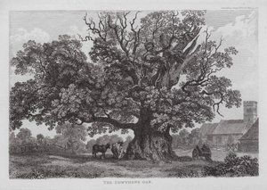 Die Cowthope-Eiche von English School