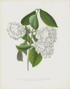 Die Gekräuselte Schneeballblume, Viburnum Plicatum; var Dilatata