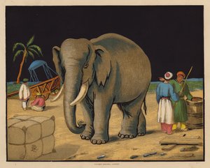 Der Elefant